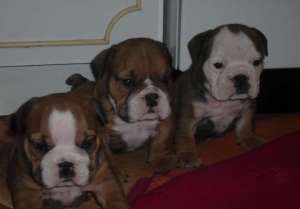 bulldog englez de vanzare