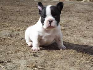 bulldog francez de vanzare