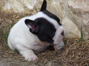 bulldog francez de vanzare