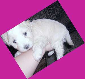 2 baietei Bichon,  unul alb unul gri 150 E