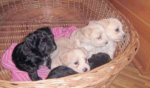 2 baietei Bichon,  unul alb unul gri 150 E