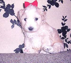 2 baietei Bichon,  unul alb unul gri 150 E