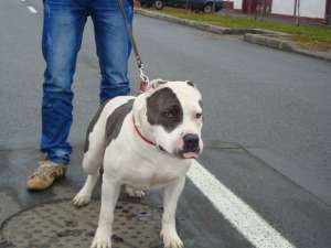 mascul amstaff blue