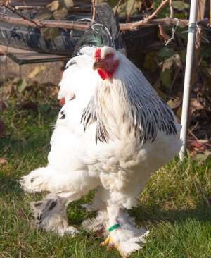 oua de incubat de brahma, orpington si rhode island