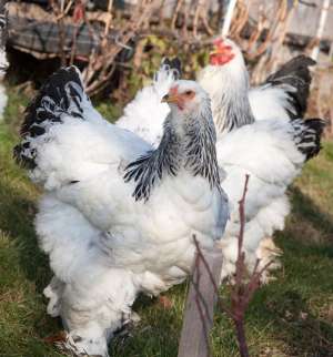oua de incubat de brahma, orpington si rhode island