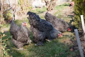 oua de incubat de brahma, orpington si rhode island