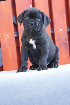 cane corso de vanzare