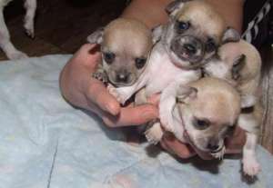 chihuahua