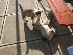 Husky Pui