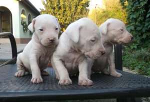 dog argentinian de vanzare