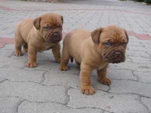 dog de bordeaux