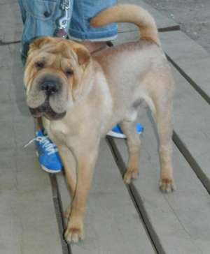 PIERDUT SHAR PEI