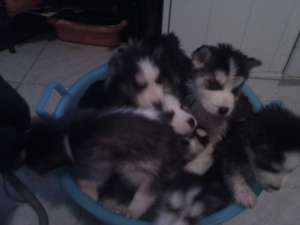 Vand Pui Husky