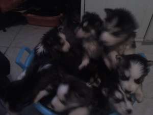 Vand Pui Husky