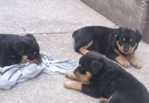 rottweiler de vanzare