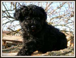 Catelus Puli de vanzare sau schimb