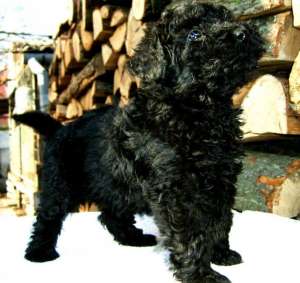 Catelus Puli de vanzare sau schimb