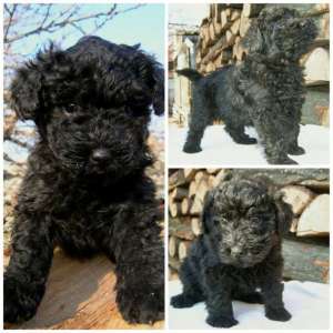 Catelus Puli de vanzare sau schimb