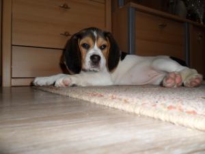 Beagle de vanzare
