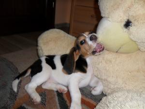 Beagle de vanzare