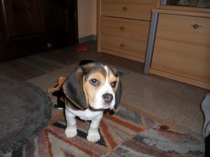 Beagle de vanzare