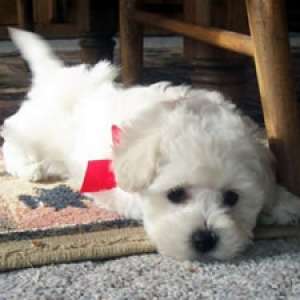 vand pui bichon maltese toy