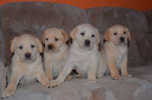 Catei Labrador
