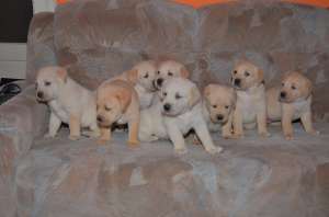 Catei Labrador