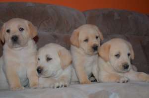 Catei Labrador