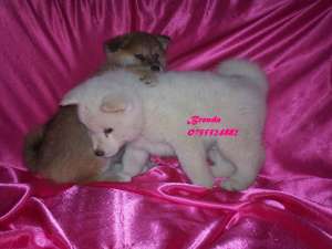 Akita Inu Japonez + CADOU pt puiut !!