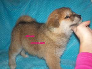 Akita Inu Japonez + CADOU pt puiut !!