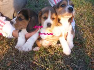 Beagle- masculi si femelute !!