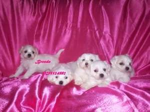 Bichon Maltez- masculutu si femele !!