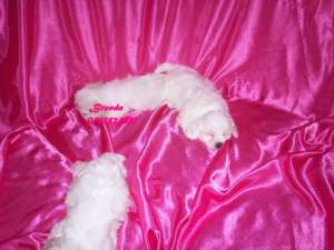 Bichon Maltez- masculutu si femele !!
