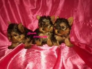 Yorkshire Terrier- femelute si masculi !!