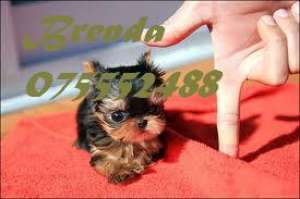 Yorkshire Terrier- femelute si masculi !!