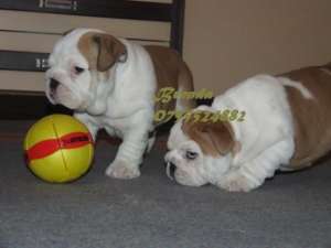 Bulldog Englez- masculi si femelute !!