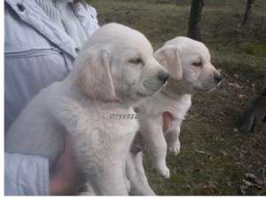 Labrador Retriever- masculuti si femele !!