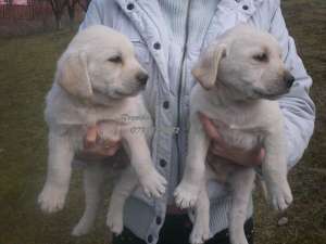 Labrador Retriever- masculuti si femele !!