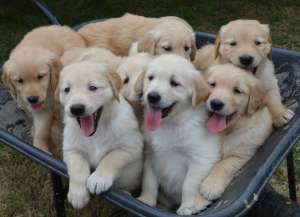 Golden Retriever- masculi si femelute !!