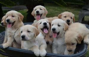 Golden Retriever- masculi si femelute !!