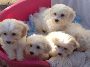 bichon maltez albi de talie mica rasa pura , puii au 6 saptamani sunt deparazitati au carnetel de sa