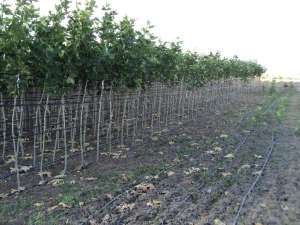 Vand Platan (Platanus Acerifolia)