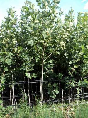 Vand Platan (Platanus Acerifolia)