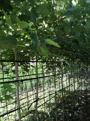 Vand Platan (Platanus Acerifolia)