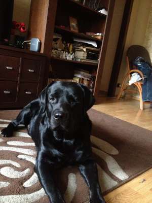Ofer mascul Labrador Retriever pentru monta