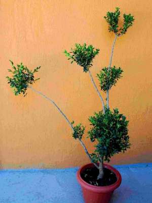 Vand Buxus Sempervirens