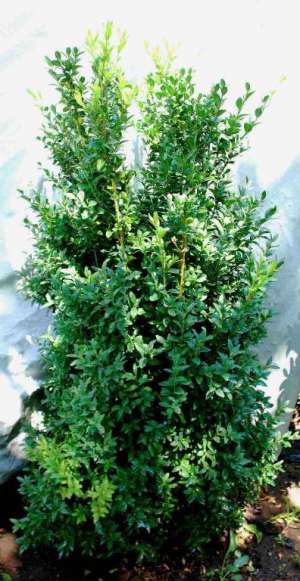 Vand Buxus Sempervirens