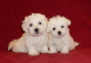 Bichon maltez albi de talie mica rasa pura,  puii au 6 saptamani sunt deparazitati au carnetel de sa