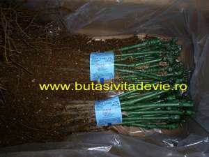 Butasi vita de vie Muscat Ottonel